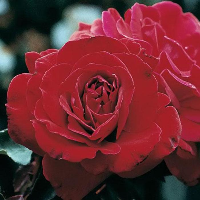 Don Juan Rose - Rosa 'Don Juan' Don Juan Rose - Rosa 'Don Juan'