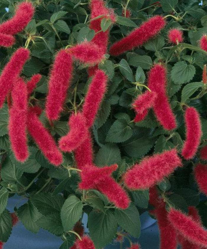 Acalypha - Acalypha pendula 'Firetail' Chenille Plant