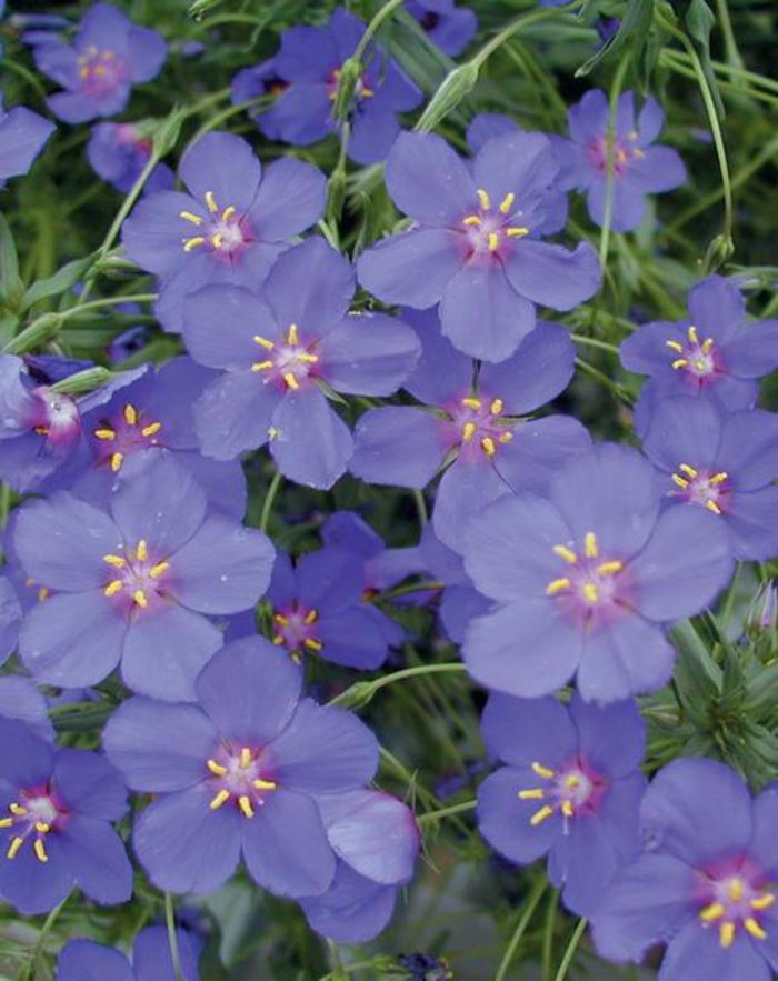 Anagallis - Anagallis 'Wildcat Blue' Anagallis - Anagallis 'Wildcat Blue'