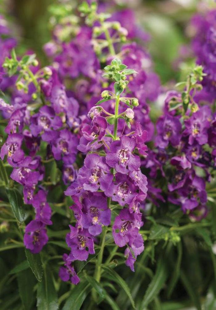 Summer Snapdragon - Angelonia 'Angelface® Blue' Summer Snapdragon - Angelonia 'Angelface® Blue'