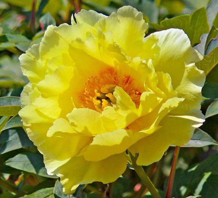 Tree Peony - Paeonia suffruticosa 'High Noon' Tree Peony - Paeonia suffruticosa 'High Noon'