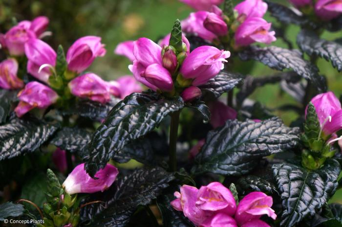 Turtlehead - Chelone obliqua 'Tiny Tortuga'