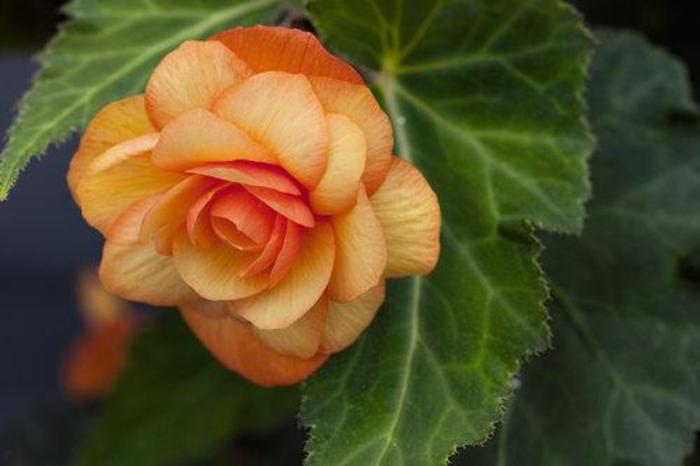 Begonia - Begonia x tuberhybrida 'Illumination® Apricot Shades' Begonia - Begonia x tuberhybrida 'Illumination® Apricot Shades'