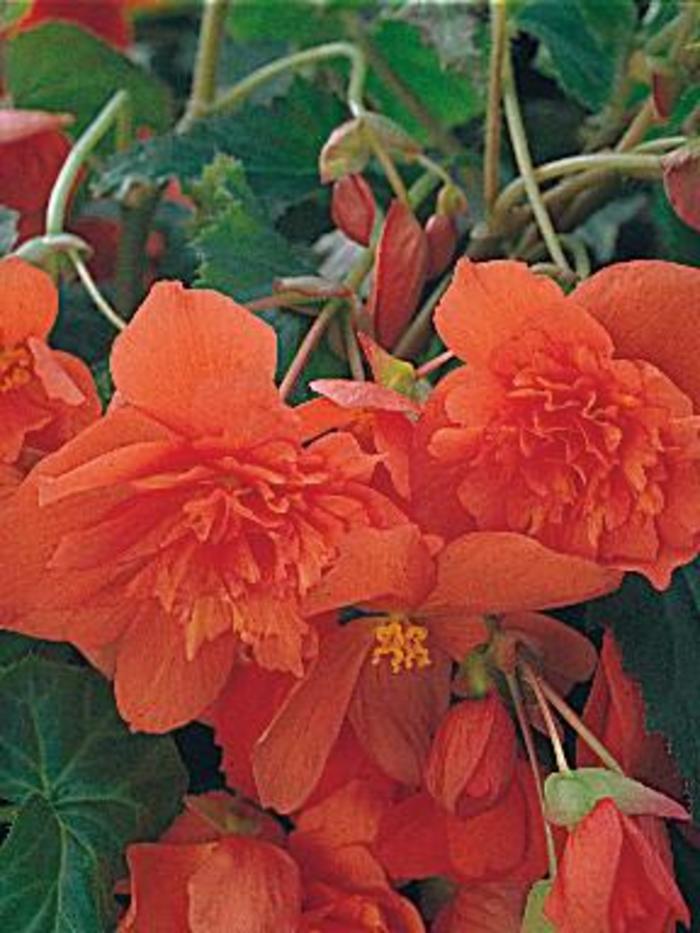 Begonia - Begonia x tuberhybrida 'Illumination® Orange' Begonia - Begonia x tuberhybrida 'Illumination® Orange'