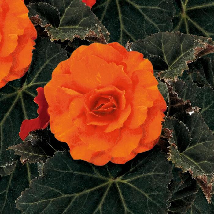 Begonia, Nonstop® - Begonia x tuberhybrida 'Nonstop® Mocca Deep Orange'