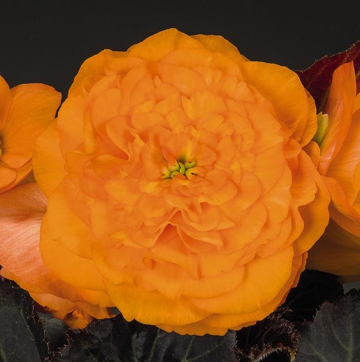 Begonia, Nonstop® - Begonia x tuberhybrida 'Nonstop® Mocca Bright Orange' Begonia, Nonstop® - Begonia x tuberhybrida 'Nonstop® Mocca Bright Orange'