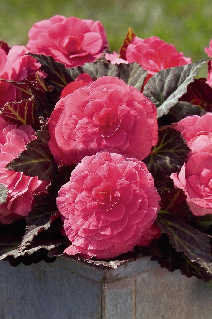 Begonia, Nonstop® - Begonia x tuberhybrida 'Nonstop® Mocca Pink Shades'