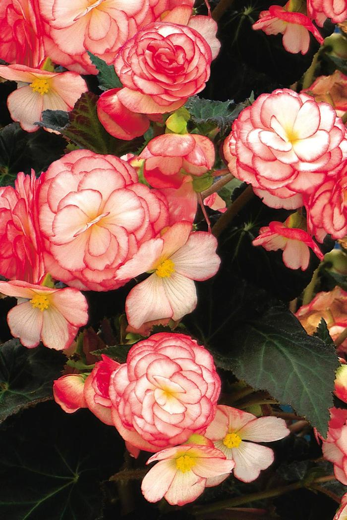 Begonia, Nonstop® - Begonia x tuberhybrida 'Nonstop® Rose Petticoat' Begonia, Nonstop® - Begonia x tuberhybrida 'Nonstop® Rose Petticoat'