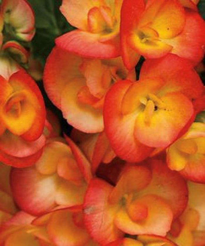 Rieger Begonia - Begonia x hiemalis 'Amstel Carneval'