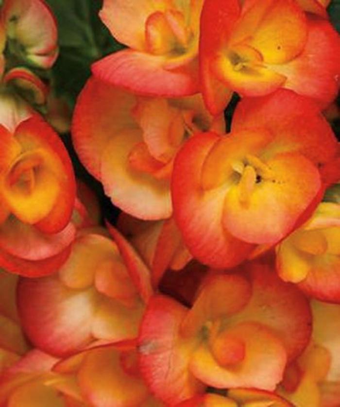 Rieger Begonia - Begonia x hiemalis 'Amstel Carneval' Rieger Begonia - Begonia x hiemalis 'Amstel Carneval'