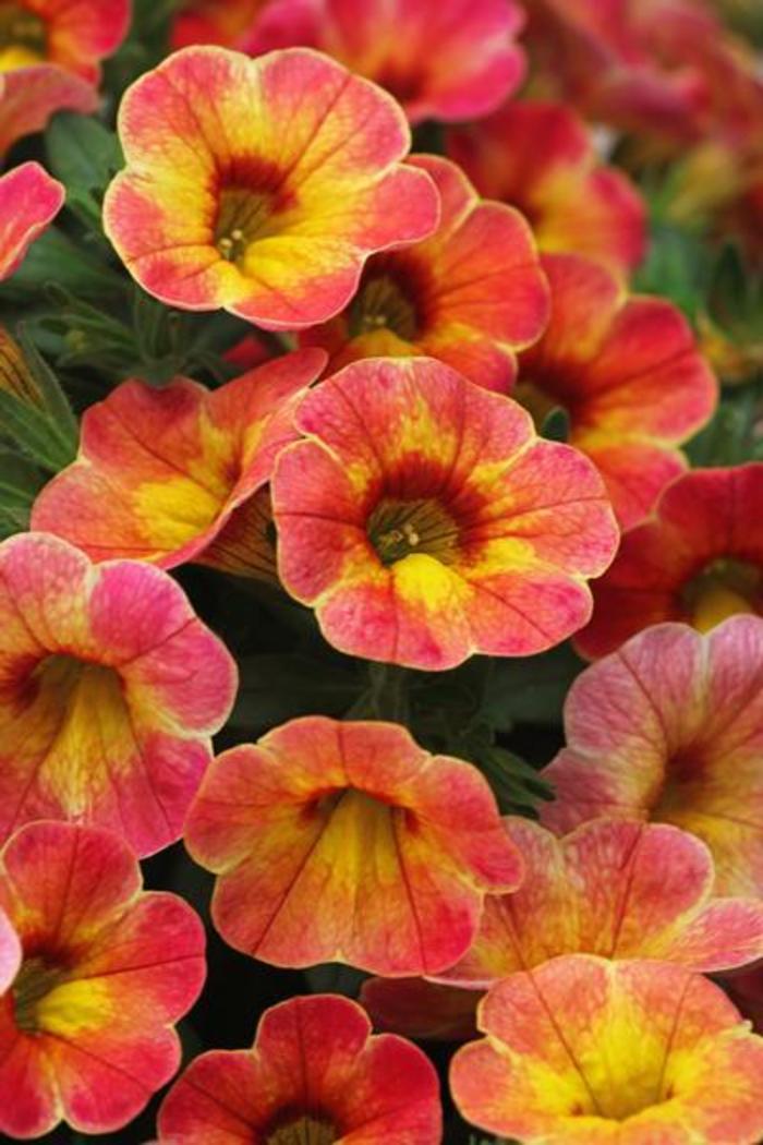 Trailing Petunia - Calibrachoa 'Chameleon Atomic Orange' Trailing Petunia - Calibrachoa 'Chameleon Atomic Orange'