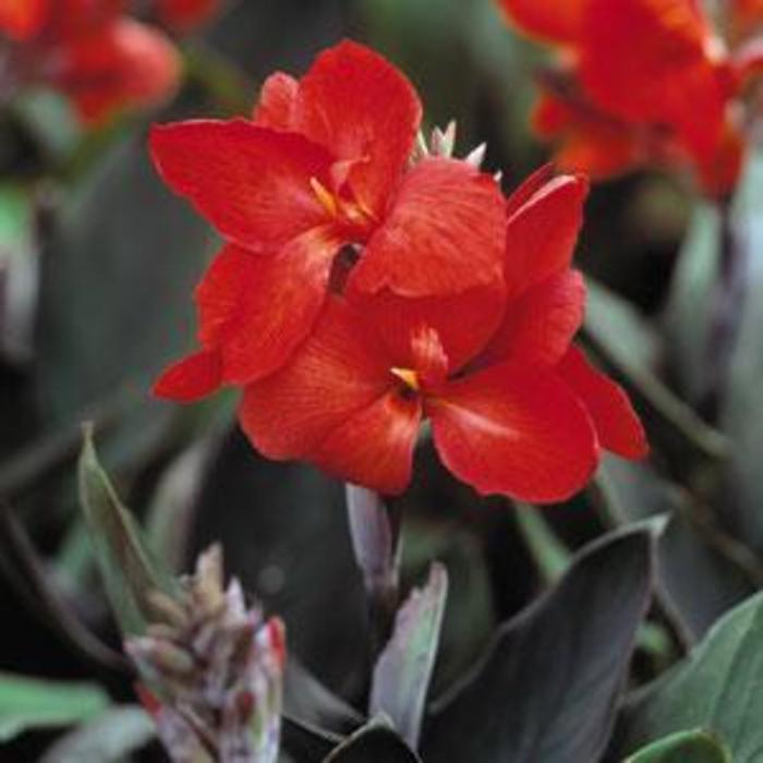 Canna Lily - Canna x generalis 'Tropical Bronze Scarlet'