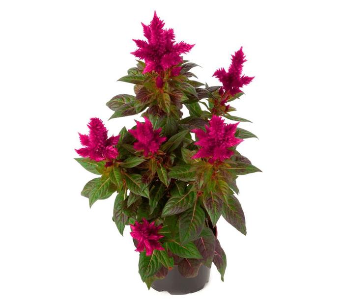 Celosia - Celosia plumosa 'Kelos® Fire Scarlet'