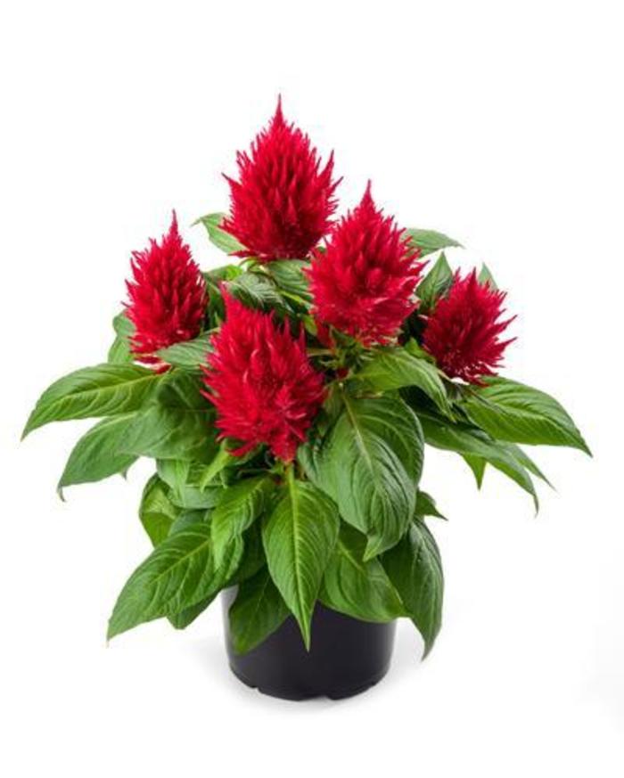 Celosia - Celosia plumosa 'Kelos Fire Red'