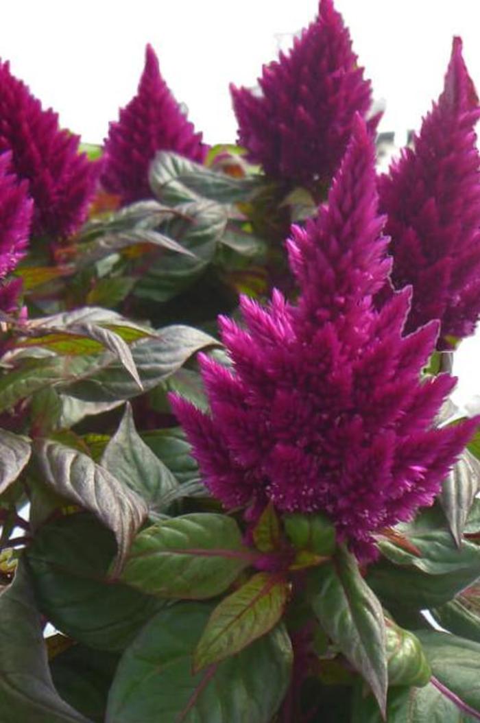 Celosia - Celosia plumosa 'Kelos® Fire Purple '