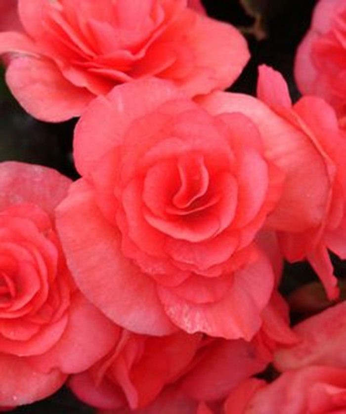 Solenia® Dark Pink - Begonia x hiemalis Solenia® Dark Pink - Begonia x hiemalis