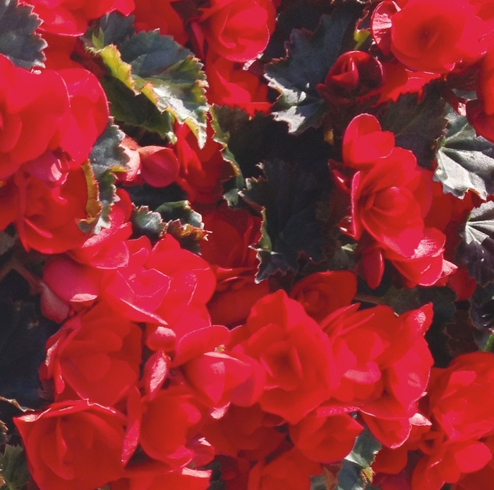 'Vermillion' Rieger Begonia - Begonia x hiemalis 'Vermillion' Rieger Begonia - Begonia x hiemalis