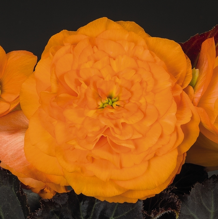 Nonstop® Mocca Bright Orange - Begonia x tuberhybrida