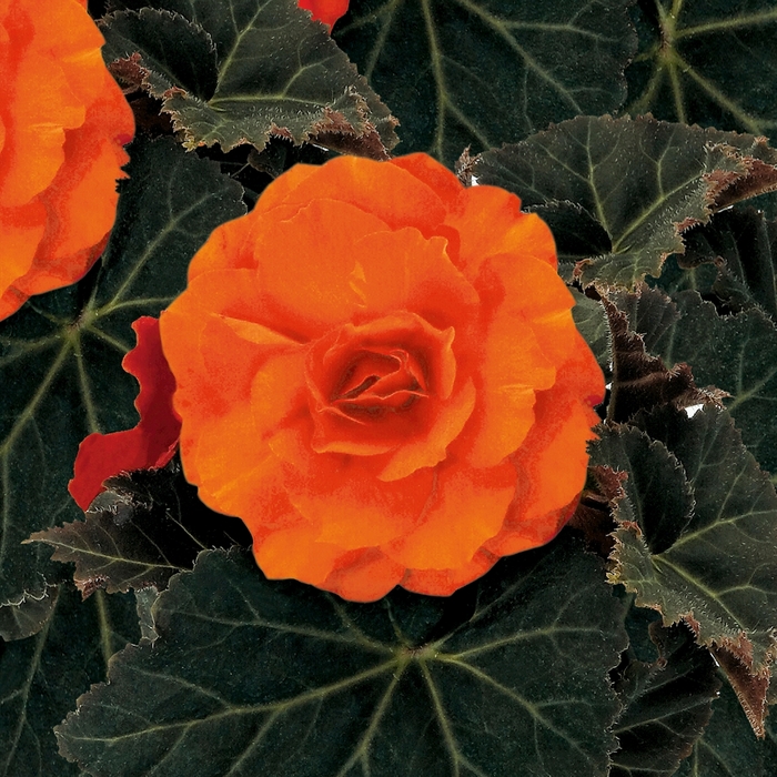 Nonstop® Mocca Deep Orange - Begonia x tuberhybrida (Tuberous Begonia)