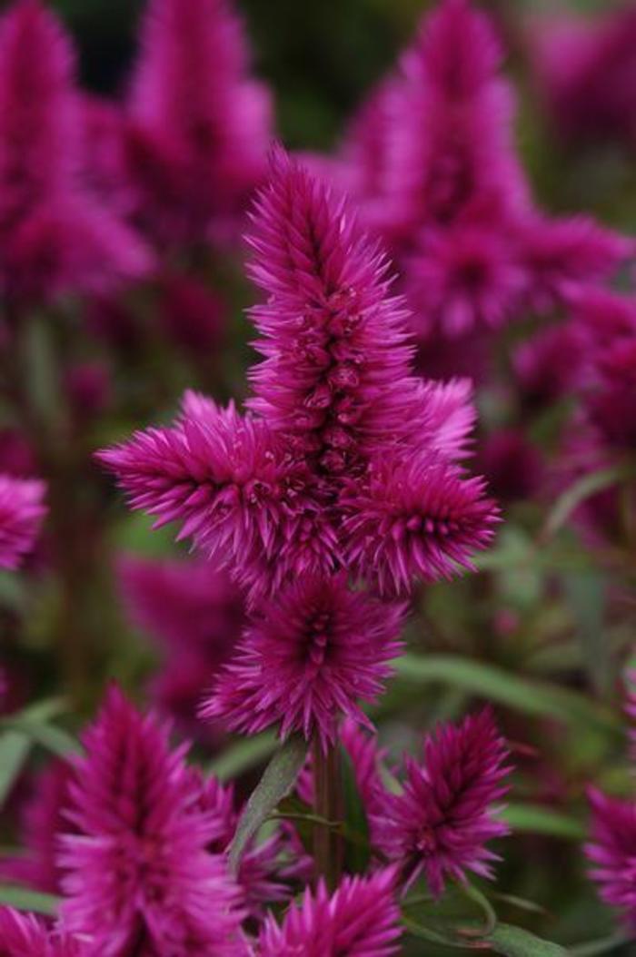 Celosia - Celosia argentea ' Intenz Classic' Celosia - Celosia argentea ' Intenz Classic'