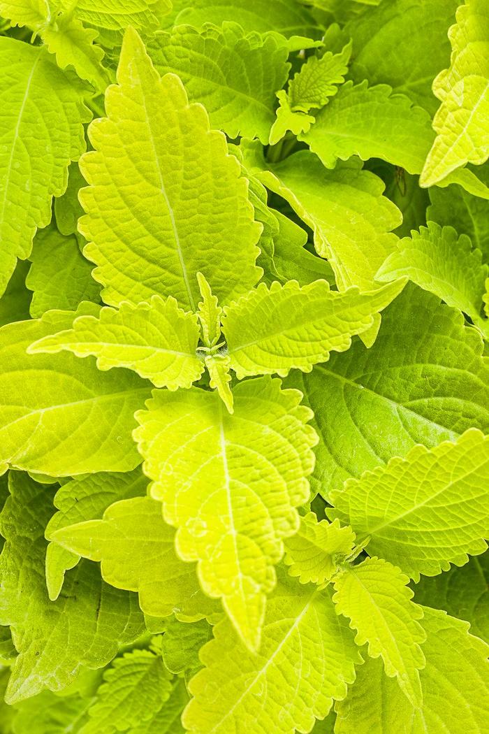 Coleus - Solenostemon scutellarioides 'ColorBlaze® Lime Time' Coleus - Solenostemon scutellarioides 'ColorBlaze® Lime Time'