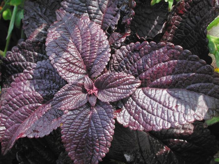 Coleus - Solenostemon scutellarioides 'ColorBlaze® Dark Star ' Coleus - Solenostemon scutellarioides 'ColorBlaze® Dark Star '