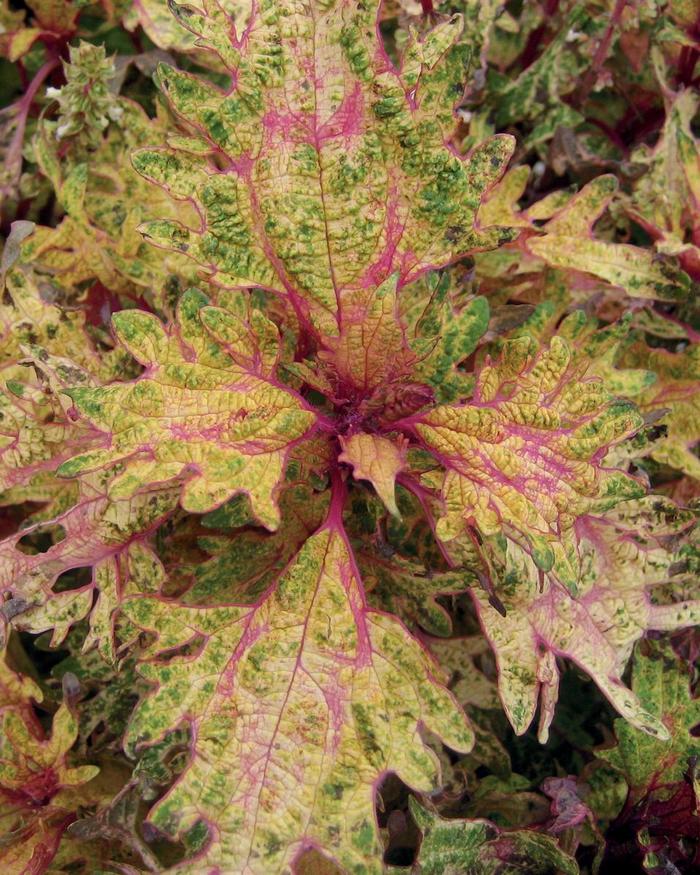 Coleus - Solenostemon scutellarioides 'Limon Blush' Coleus - Solenostemon scutellarioides 'Limon Blush'