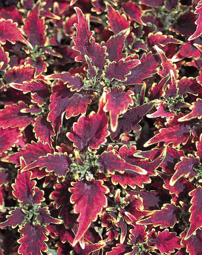 Coleus - Solenostemon scutellarioides 'Sky Fire' Coleus - Solenostemon scutellarioides 'Sky Fire'