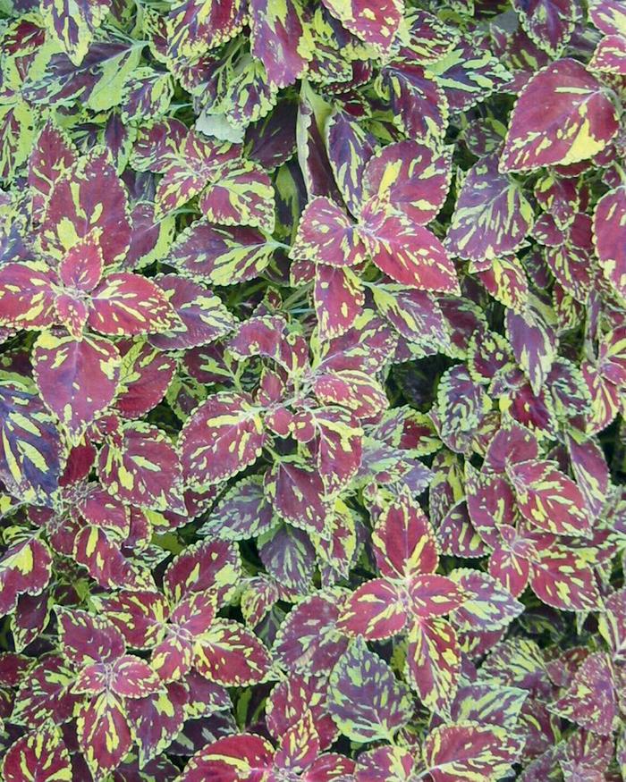 Coleus - Solenostemon scutellarioides 'Splish Splash®' Coleus - Solenostemon scutellarioides 'Splish Splash®'