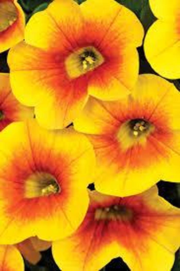 Calibrachoa - Calibrachoa (Million Bells) Calibrachoa - Calibrachoa (Million Bells)