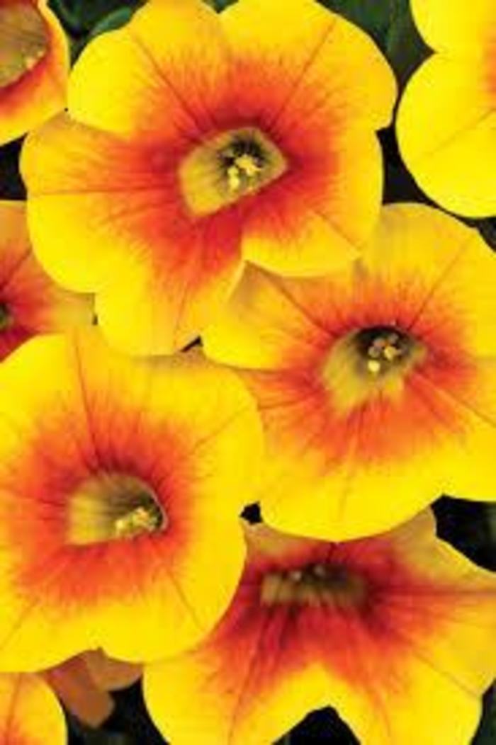 Calibrachoa - Calibrachoa (Million Bells)