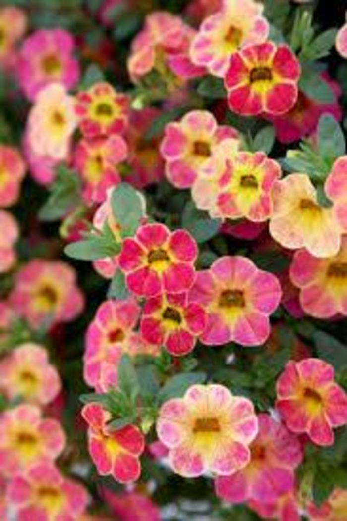 Calibrachoa (Million Bells) - Calibrachoa 'Chameleon® Sunshine Berry' 