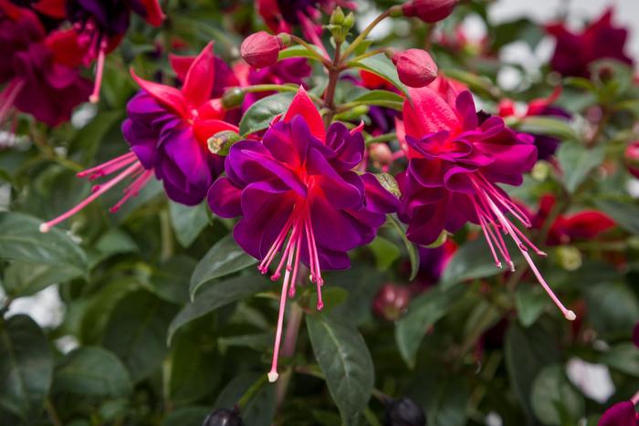 Fuchsia - Fuchsia magellanica Windchimes® 'Upright White'