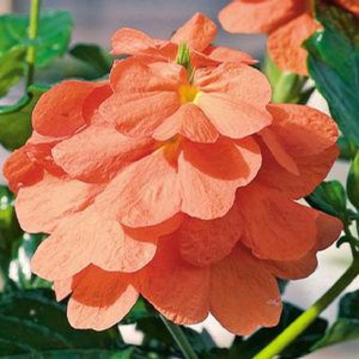 Firecracker Flower - Crossandra infundibuliformis 'Orange Marmalade' Firecracker Flower - Crossandra infundibuliformis 'Orange Marmalade'