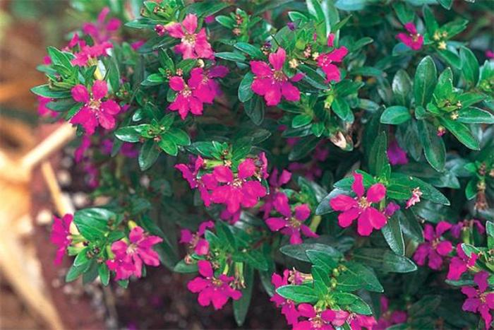 Cuphea (Mexican Heather) - Cuphea hyssopifolia 'Allyson' Cuphea (Mexican Heather) - Cuphea hyssopifolia 'Allyson'