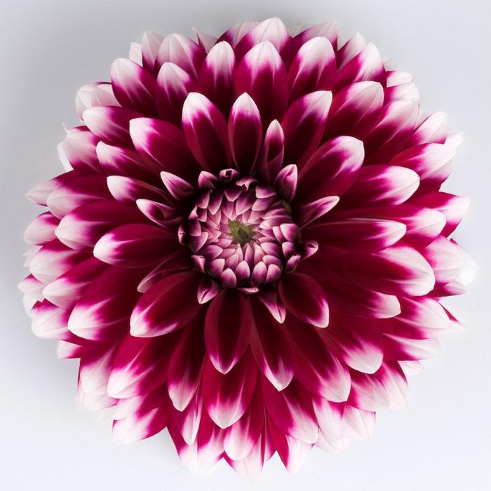 Dahlia - Dahlia 'Dalina® Grande Cancun'