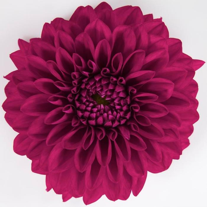 Dahlia - Dahlia 'Dalina® Grande Castillo' Dahlia - Dahlia 'Dalina® Grande Castillo'