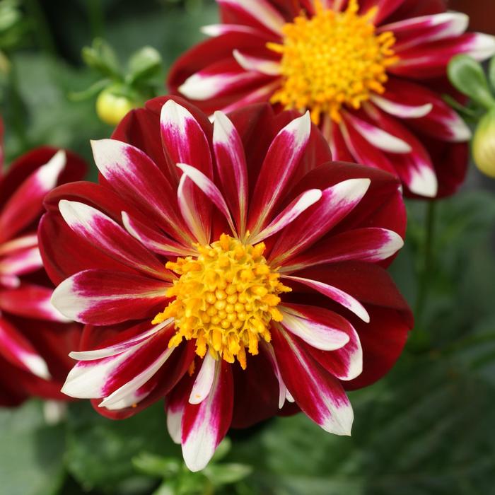 Dahlia - Dahlia 'Starsister® Red & White'