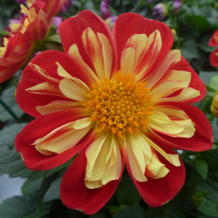 Dahlia - Dahlia 'Starsister Scarlet Yellow'