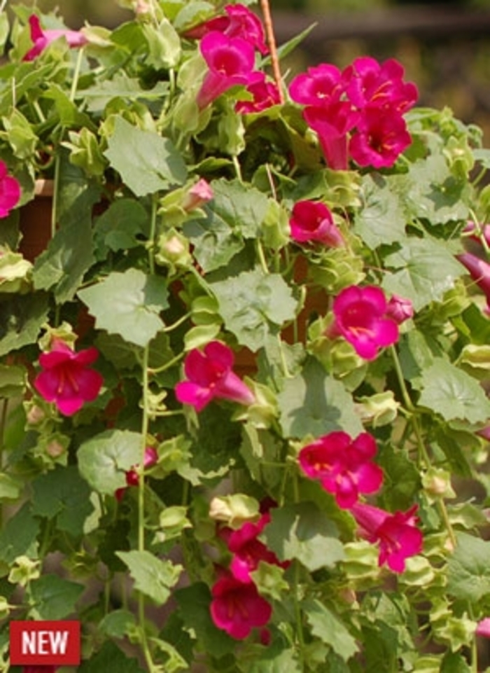 Compact Rose Lofos® - Lophospermum hybrid 'Lofos Compact Rose' Compact Rose Lofos® - Lophospermum hybrid 'Lofos Compact Rose'