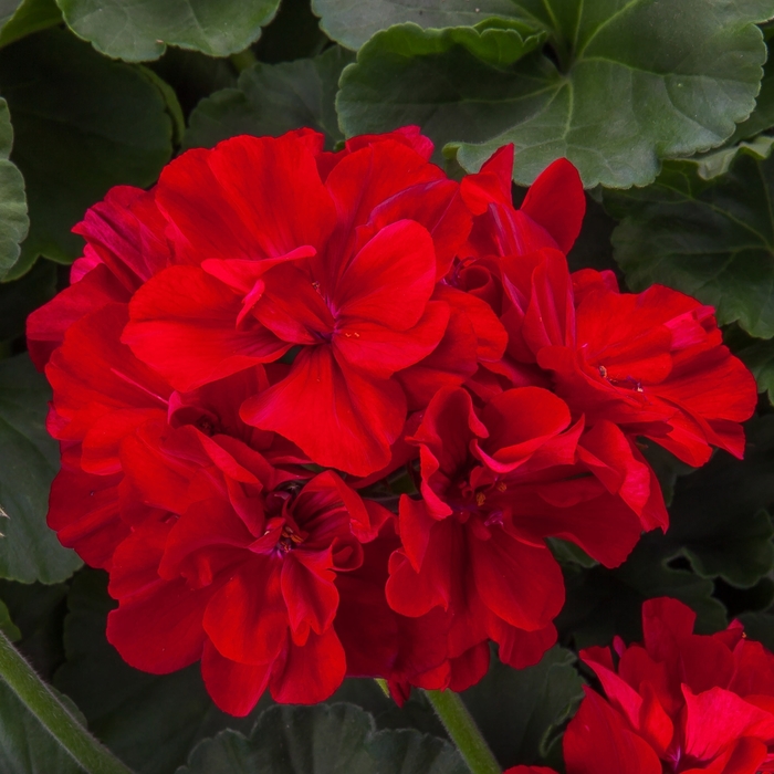 Geranium, Ivy - Pelargonium x hybrid 'Moxie!™ Dark Red' Geranium, Ivy - Pelargonium x hybrid 'Moxie!™ Dark Red'