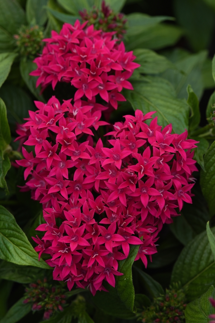 Lucky Star™ 'Lipstick' - Pentas lanceolata (Egyptian Starcluster) Lucky Star™ 'Lipstick' - Pentas lanceolata (Egyptian Starcluster)