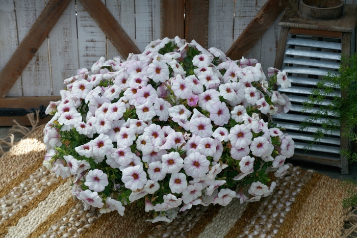 Petunia (Petchoa) - Petunia SuperCal® 'Snowberry White' Petunia (Petchoa) - Petunia SuperCal® 'Snowberry White'