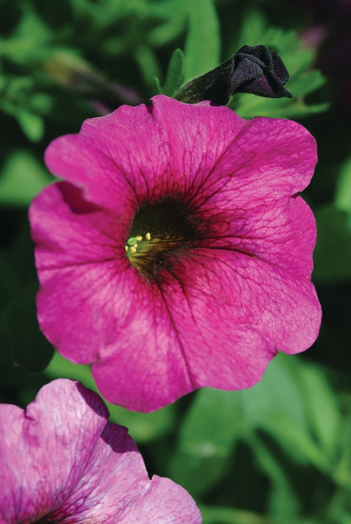 Petunia (Petchoa) - Petunia SuperCal® 'Purple' Petunia (Petchoa) - Petunia SuperCal® 'Purple'