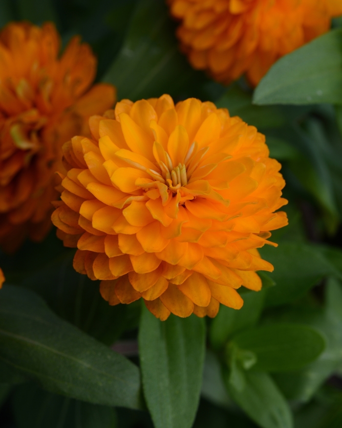 Zinnia - Zinnia 'Double Zahara™ Bright Orange' Zinnia - Zinnia 'Double Zahara™ Bright Orange'