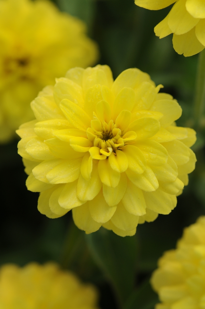Zinnia - Zinnia marylandica Double Zahara™ Yellow Zinnia Zinnia - Zinnia marylandica Double Zahara™ Yellow Zinnia