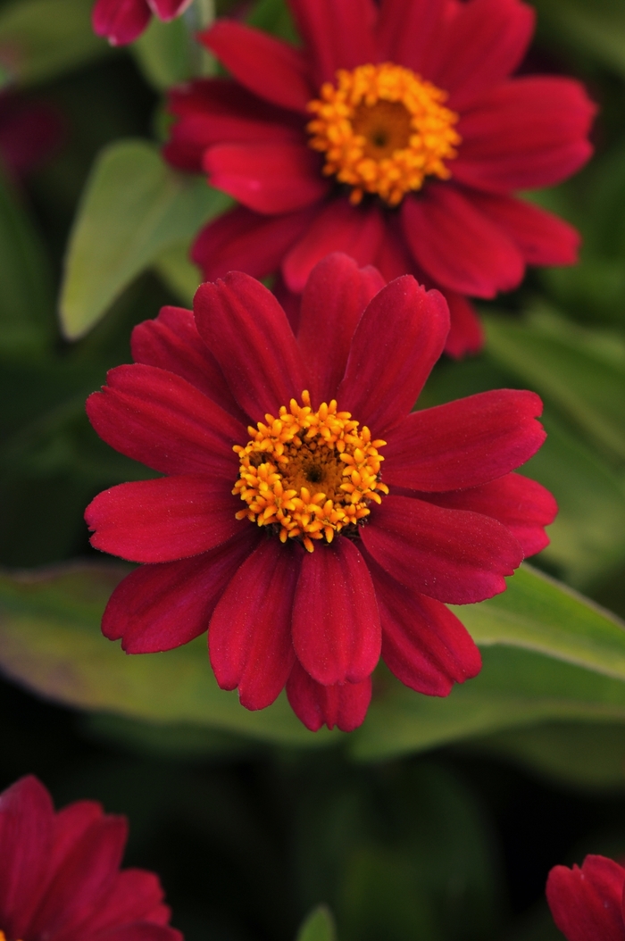 Zinnia 'Zahara Cherry' Zinnia Ebert's Greenhouse