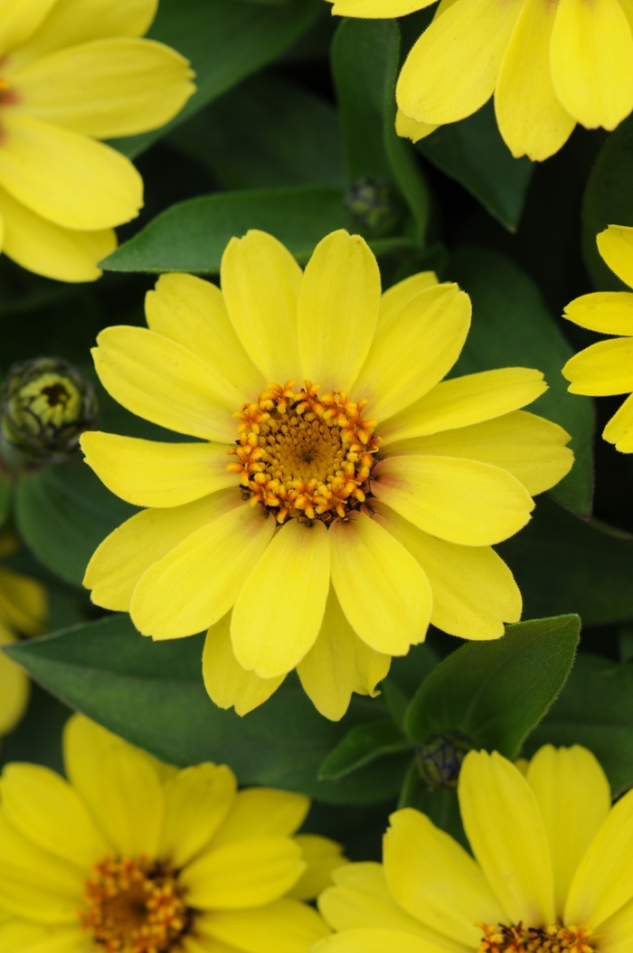 Zinnia 'Zahara Yellow' Zinnia Ebert's Greenhouse