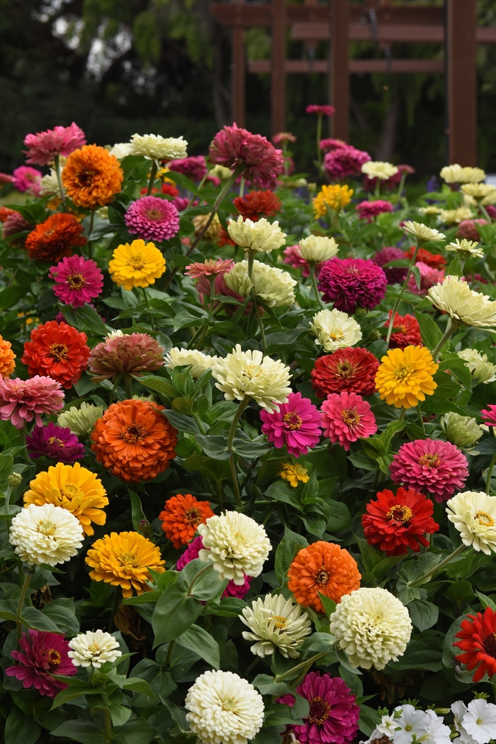 Zinnia - Zinnia elegans 'State Fair Mix' Zinnia - Zinnia elegans 'State Fair Mix'