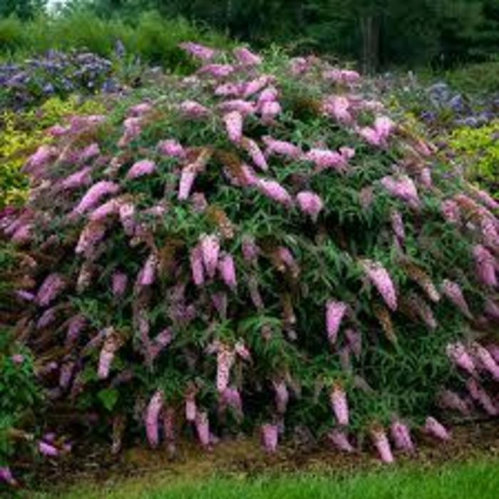 Butterfly Bush - Buddleia davidii 'Wisteria Lane' Butterfly Bush - Buddleia davidii 'Wisteria Lane'